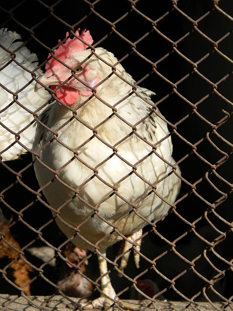 俱乐部也应 俱乐部也应