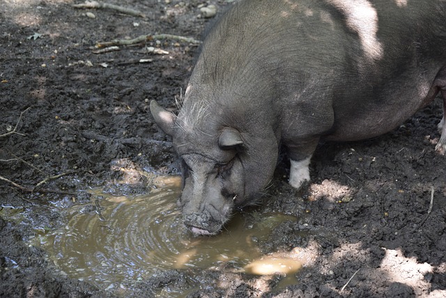战术制定者 战术制定者